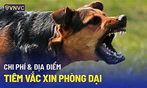 Giá Chích Ngừa Chó Cắn Vnvc